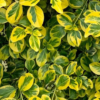 Euonymus Japonicus Bravo